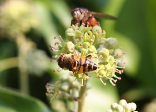 Réf. 218 295 : Eristalinus taeniops